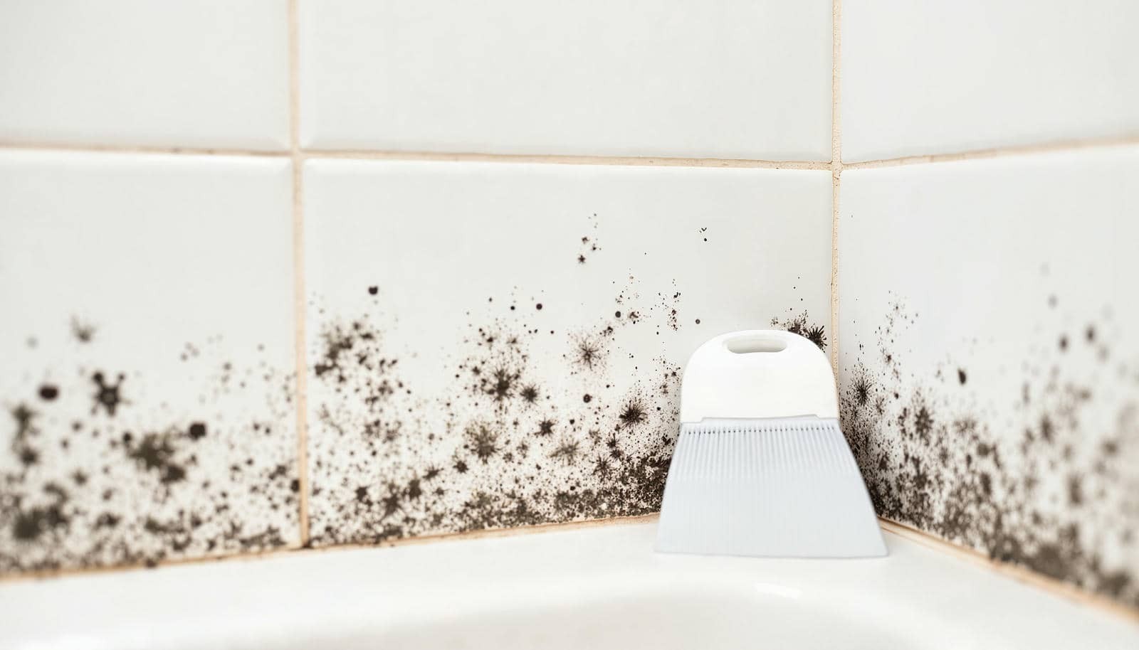 Mold Growth After a Sewage Backup
